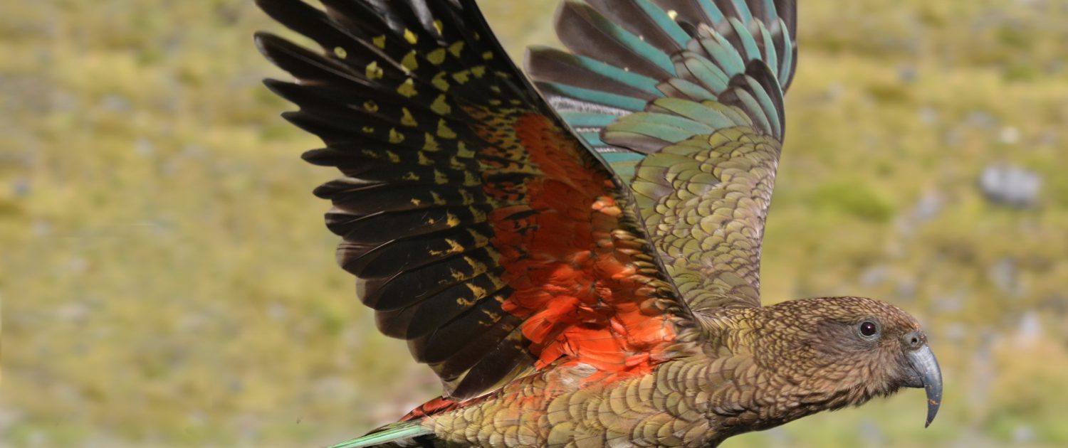 Kea Mountain Parrot