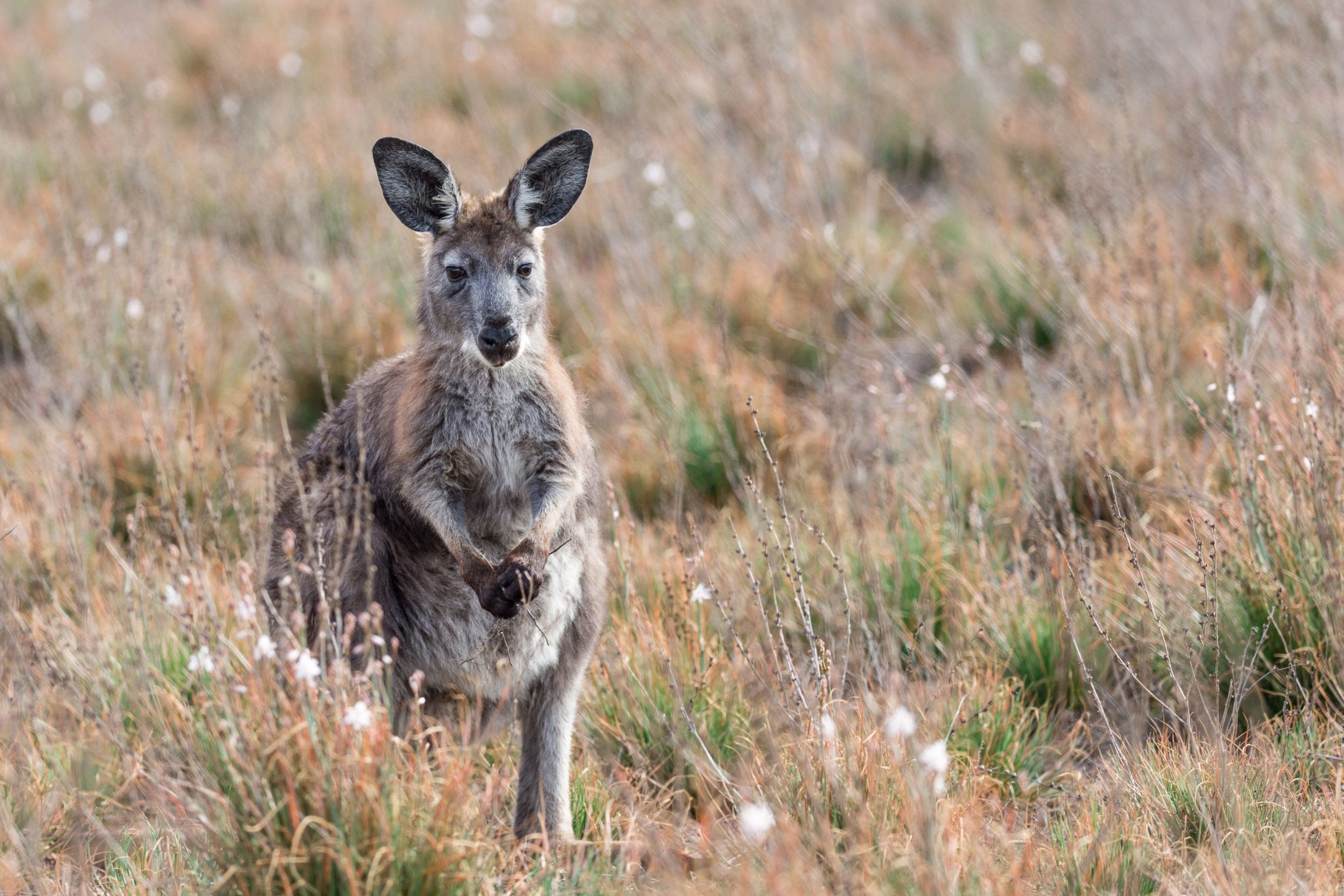 Kangaroo Flinders Ranges